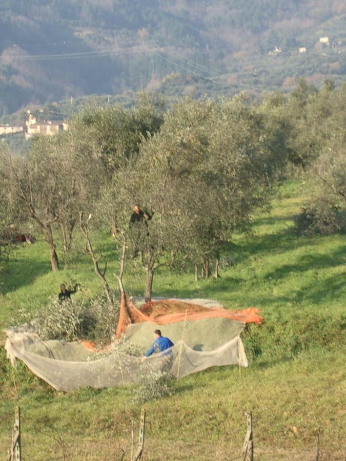 Casale Camaiore Βίλα Capannori Εξωτερικό φωτογραφία